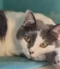 Дополнительные фото: Кошечка Даша в поисках дома!