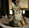 Фото №3. котята саванна 2 мальчика 1 девочка коричневый пятнистый золотой. Бельгия