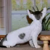 Фото №3. Devon Rex Kätzchen Zur Усыновление Verfügbar. Германия
