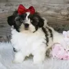 Фото №3. Щенки Shihtzu доступны для усыновления в.  США