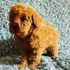 Фото №3. D'adorables chiots Caniche cherchent un foyer amant!.  Франция