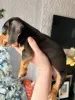 Фото №3. Stunning Dachsund puppies from our beloved pets.  Австралия