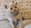Дополнительные фото: Британские короткошерстные котята (мальчики и девочки)