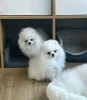 Фото №2 к объявлению №159977 о продаже померанского шпица - купить в Литве частное объявление