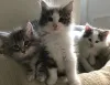 Фото №3. Красивые норвежские лесные котята. Бельгия