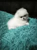 Дополнительные фото: Мини померанские шпицы, белые, боо.