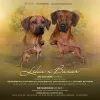 Дополнительные фото: rhodesian ridgeback