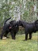 Дополнительные фото: Щенки миттельшнауцера