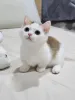 Дополнительные фото: Süße weiße Munchkin-Kätzchen