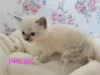 Фото №2 к объявлению №167810 о продаже рэгдолл - купить в Бельгии из питомника