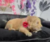 Фото №3. Золотые ретриверы щенков.  Бельгия