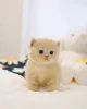 Фото №3. Scottish Fold Kätzchen Zur Усыновление Verfügbar. Германия