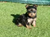 Фото №2 к объявлению №164627 о продаже йоркширского терьера - купить в Бельгии частное объявление, заводчик