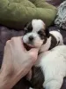 Дополнительные фото: Чистокровные щенки Ши-ТЦу
