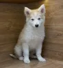 Дополнительные фото: Ищет дом маленькое чудо Лунтик, щенок 2 месяца!