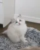 Фото №3. Kocięta rasy ragdoll доступен на складе. Польша