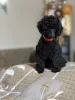 Фото №1. пудель (той) - купить в Бургас за 324685₽. Объявление №149387