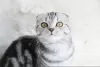 Дополнительные фото: Scottish fold