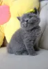 Фото №3. Помет британских короткошерстных котят. Германия