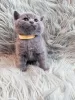 Дополнительные фото: Beautiful British Shorthair Blue Babies