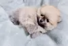 Дополнительные фото: Beautiful Pomeranian Puppies Girls