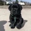 Фото №3. Entzückende Labrador-Welpen suchen einliebevolles Zuhause!.  Германия
