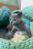 Фото №3. Котятам русской голубой нужен новый дом. Германия