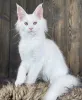 Фото №2 к объявлению №163468 о продаже мейн-кун - купить в Германии заводчик