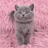 Фото №2 к объявлению №136983 о продаже британская короткошёрстная - купить в Германии 