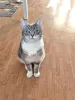 Дополнительные фото: Мэй, серебристо-дымчатая кошечка, ищет свой дом