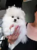 Фото №2 к объявлению №146659 о продаже померанского шпица - купить в Грузии частное объявление, из питомника, заводчик