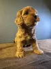 Дополнительные фото: Süßer Maltipoo