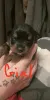 Дополнительные фото: Rottweiler Puppies на продажу