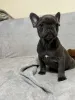 Фото №4. Продажа французского бульдога в Вспоминание частное объявление - цена Бесплатно