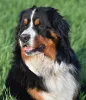 Дополнительные фото: Puppies Bernky Zennenhund