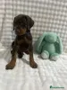 Дополнительные фото: Urocze szczenięta dobermana do adopcji