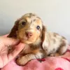 Фото №3. Nuttede gradhunde hvalpe soger et kærligt hjem for altid.  Дания