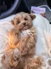 Фото №3. Wunderschöne Maltipoo-Welpen suchen einliebevolles Zuhause for immer!.  Франция