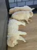Фото №3. Entzückende Golden-Retriever-Welpen suchen einliebevolles Zuhause!.  Греция