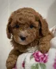 Фото №3. F1 Maltipoo Welpen Zu Verkaufen WhatsApp ..49 15510 816024.  Германия