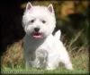 Дополнительные фото: Питомник предлагает щенков west highland white terrier