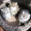 Дополнительные фото: Наш потрясающий персидский кот ищет любящую семью! Бизнес WhatsApp447400576553