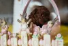 Фото №3. Красный карликовой пудель и игрушечная лапша.  Сербия