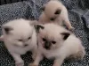 Фото №3. 2 ragdolls котенка, чтобы уйти в свой новый дом навсегда.. Румыния