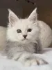 Фото №3. Котенок мейнкун. Великобритания