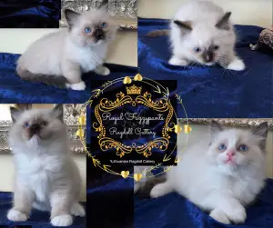 Фото №3. Ragdoll котята от квалифицированного заводчика! FIFE PEDIGREE. Литва