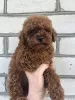 Фото №3. Toy poodle male.  Украина