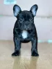 Фото №1. французский бульдог - купить в Smederevo за договорная. Объявление №142815