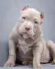 Дополнительные фото: American Bully