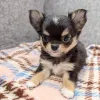 Фото №2 к объявлению №164045 о продаже чихуахуа - купить в Финляндии частное объявление, из приюта